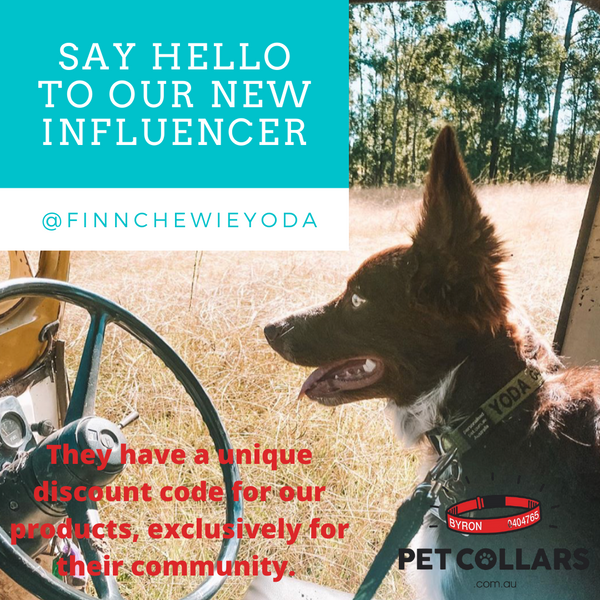How Pet Owners can be Social Media Influencers.