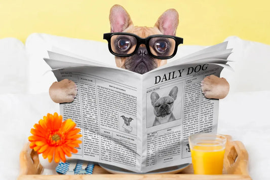 What was the News effecting Pet Owners in Spring