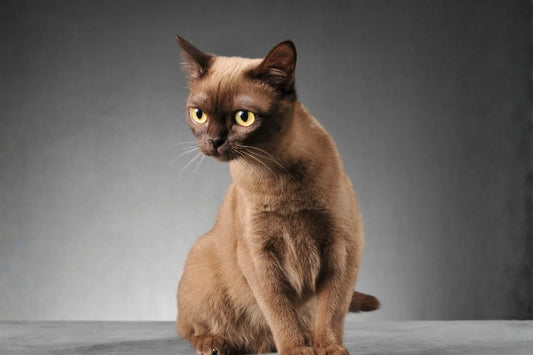What you Need to Know about the Burmese Cat Breed