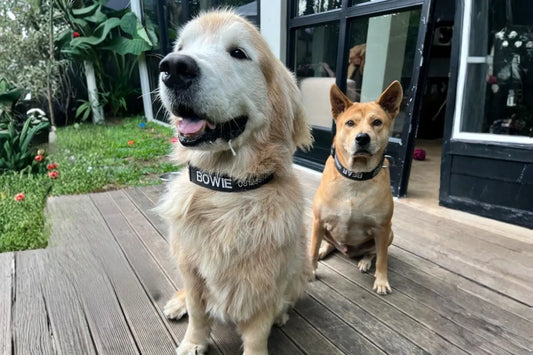 Why your Pet needs an Embroidered Pet Collar