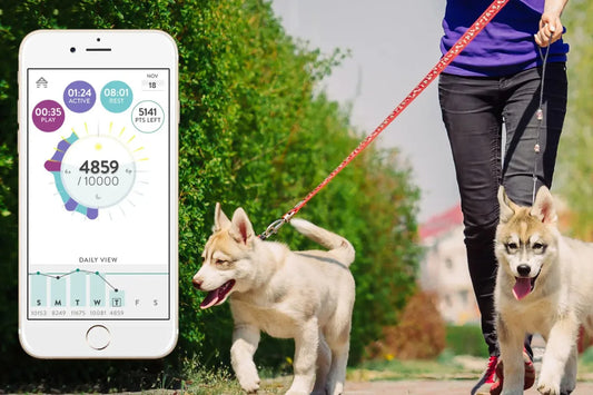  World's Best Dog Activity Trackers