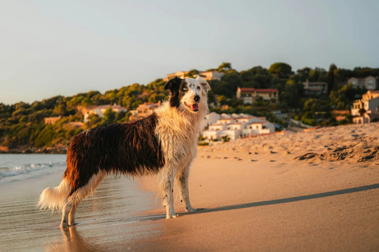 photo - a dog on one of the best Dog Beaches Sunshine Coast has