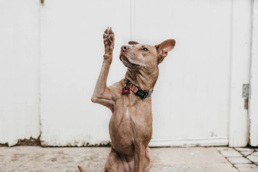 photo - dog giving paw wearing a dog name tag attached to its collar