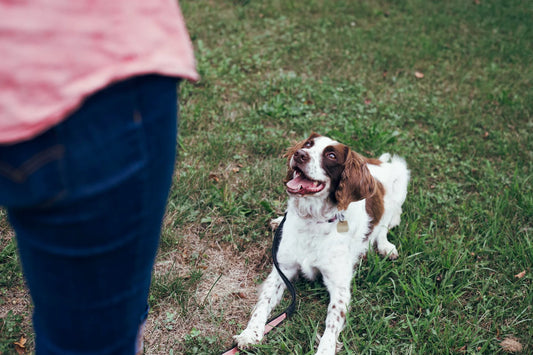 photo - a dog sitting on the grass looking up at its owner during a dog reactivity training session