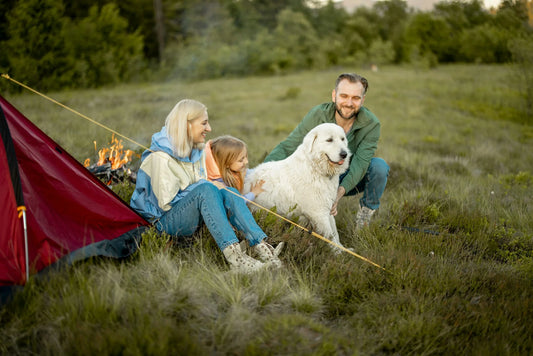 photo - best family dogs australia