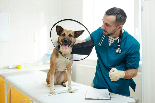 photo - a vet looking at the dog and explaining how to desex a dog 