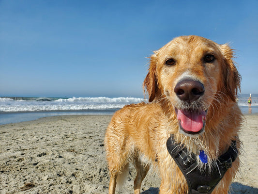 photo - a golden retriever at one of the dog beaches Sydney looking at the camera, wearing harness with name and phone number for safety, the beach is sunny with waves