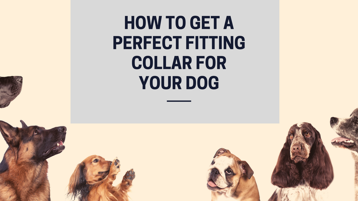 How Tight should a Dog Collar be? PerfectFittingCollar PetCollars