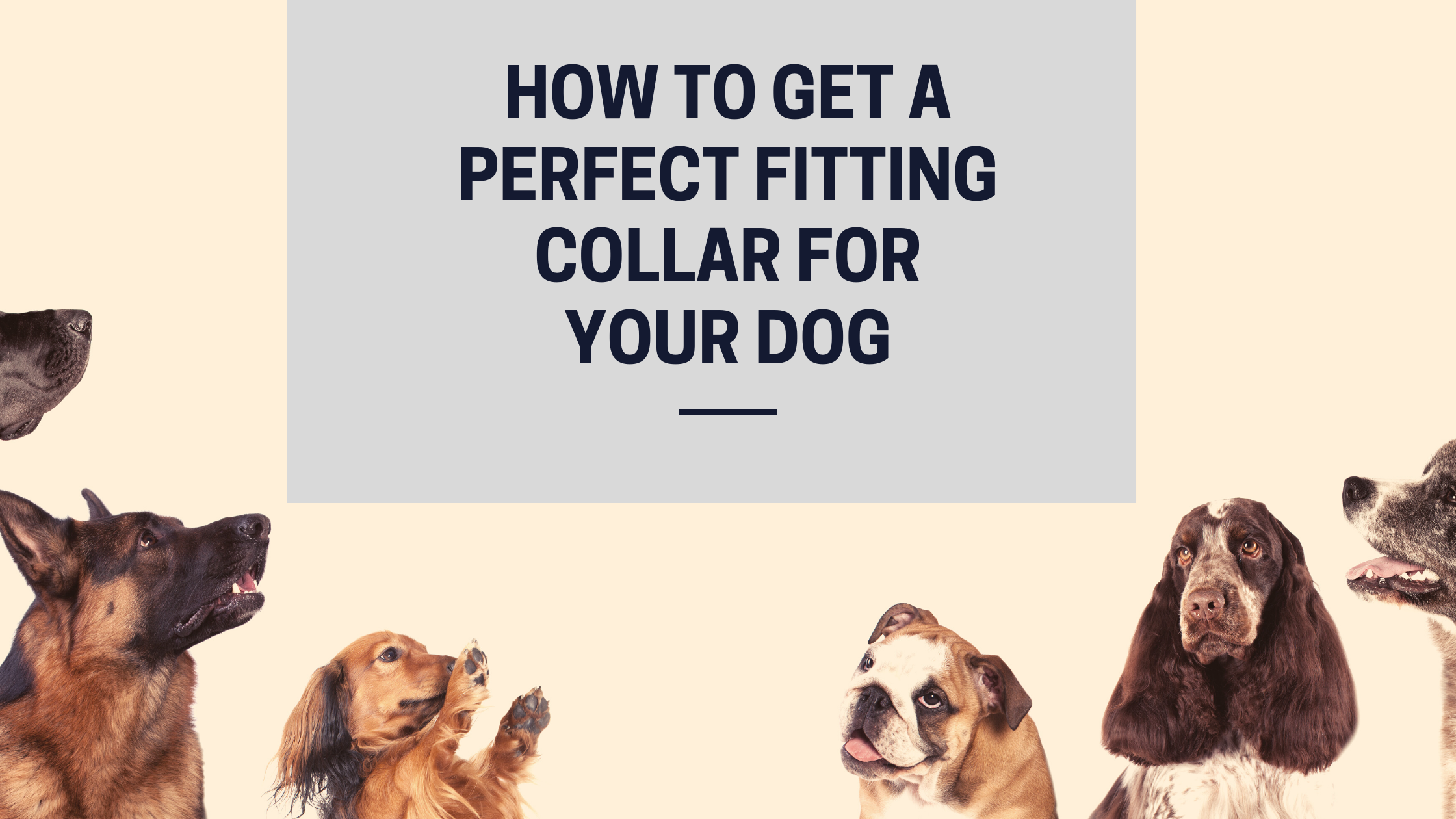 How Tight Should a Dog Collar Be?