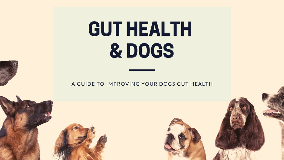 Gut Health and Dogs - How Important is your Dogs Health?