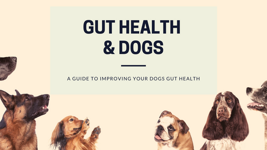 Gut Health and Dogs - How Important is your Dogs Health