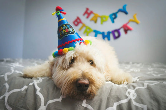 photo - a dog birthday celebration