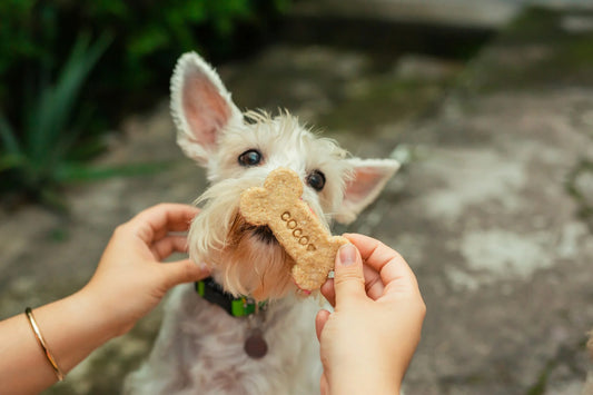 Homemade Dog Treats Recipes Vet Approved