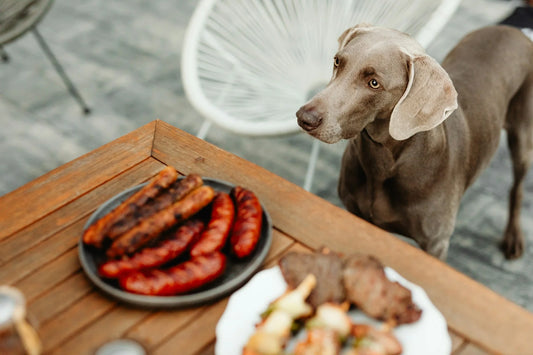 photo - a dog looking at a table with meat  - Best Meat for Dogs