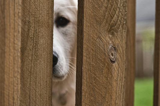 How to Stop a Dog From Digging Under a Fence