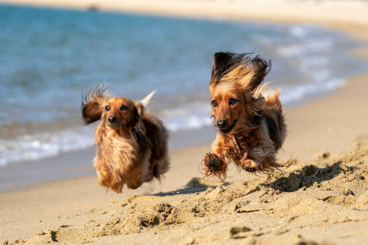 photo - two wiener dogs running on a dog beach Brisbane with ocean and sand on the background