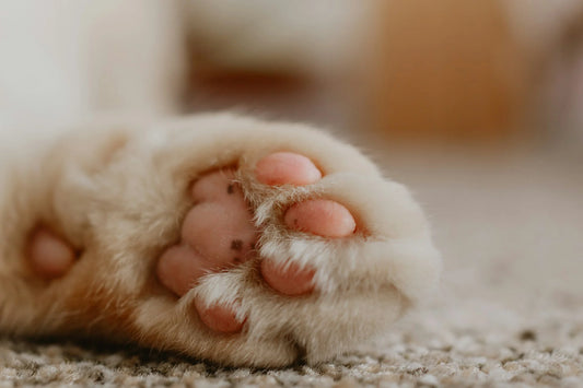 photo - a cat paw Most Popular Types of Cats in Australia