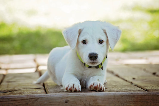 photo - white puppy wearing puppy collars