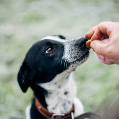 Handy Training Tips for Dog Owners