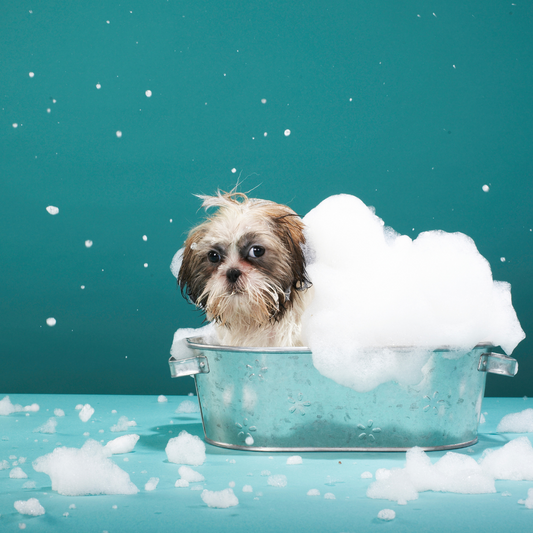 photo - a small dog in a water tub looking at the camera scared