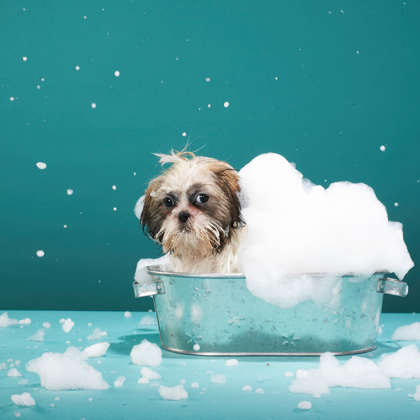 7 Tips for Washing Your Dog.