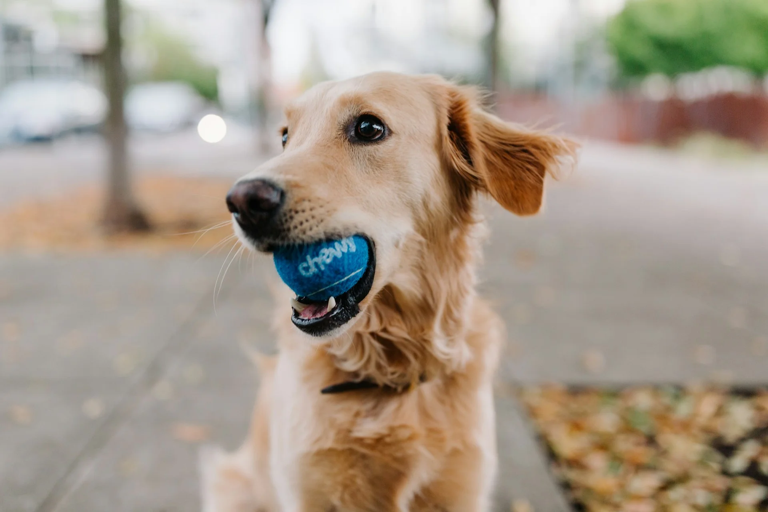 Aussie Dog Toys for Your Pup