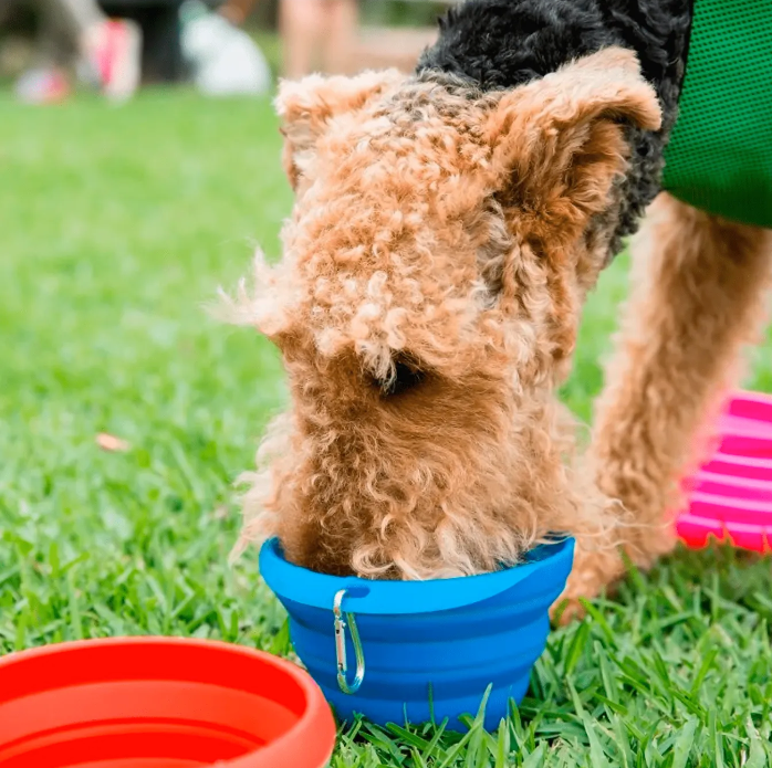 Choose From The Best Pet Bowls