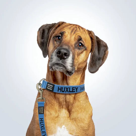 Dog Collar and Lead Set with ID Embroidery