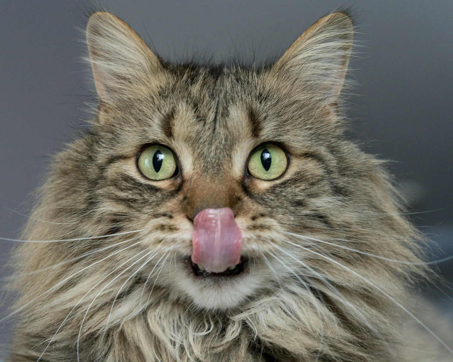 The Best Cat Treats in Australia for Nutrition