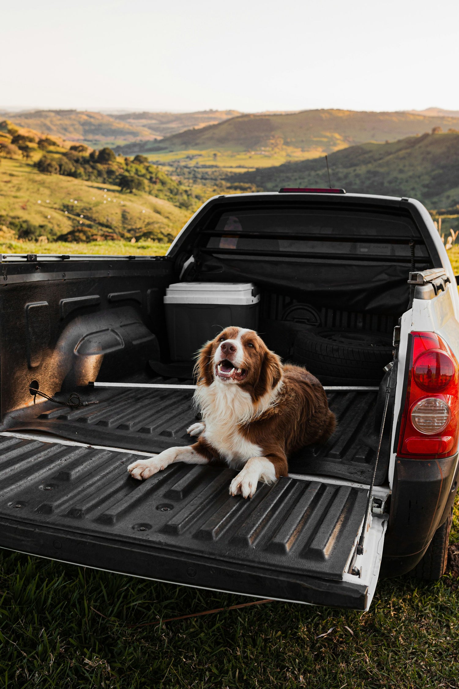 Dog Car Restraint UTE Clip for Safe Adventures