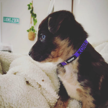 personalised puppy collar