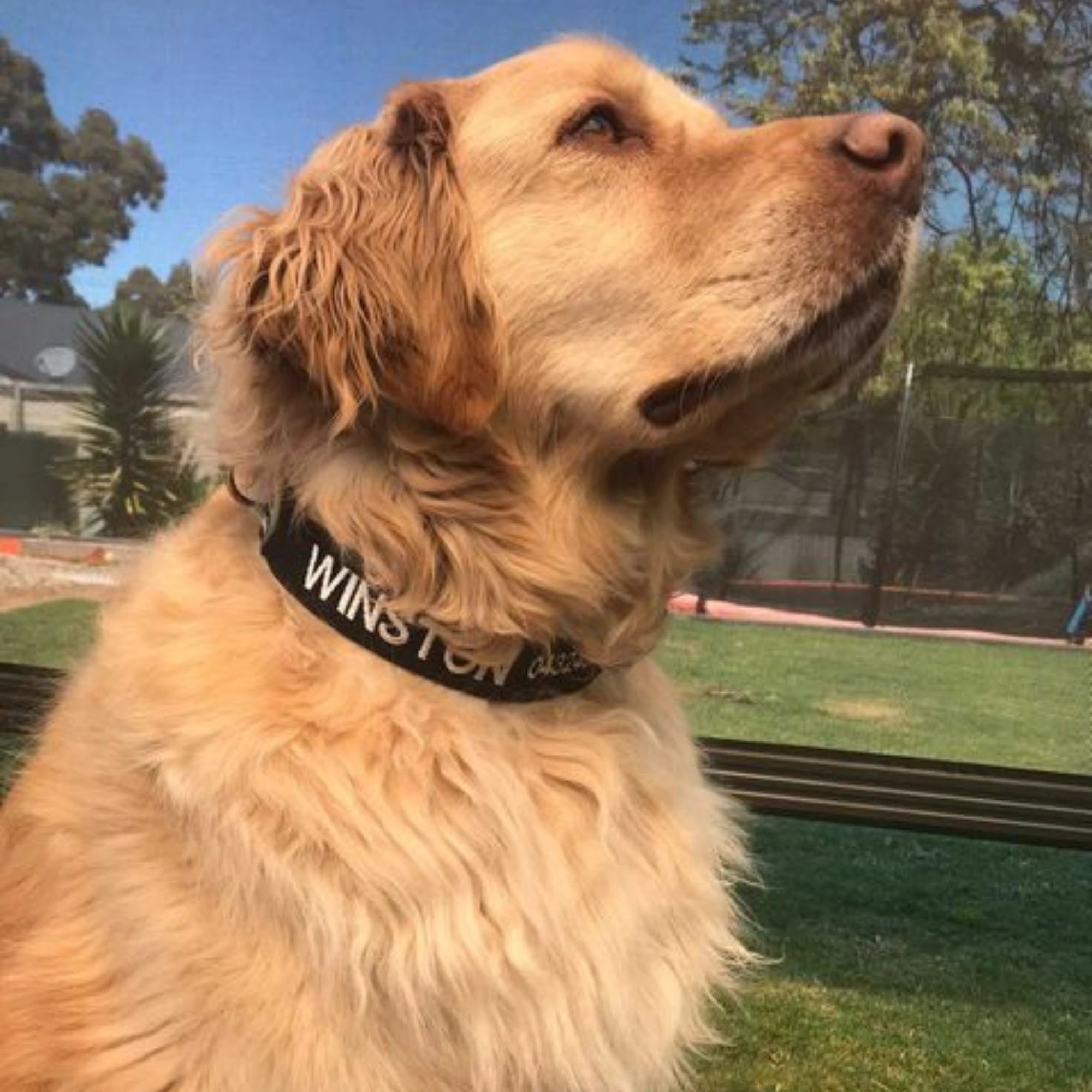 Golden Retriever named Winston wearing a PetCollars embroidered collar with his name stitched in