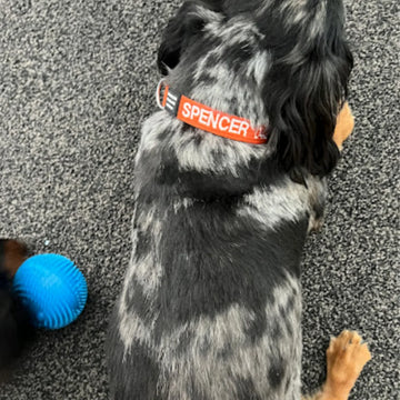 embroidered pet collars