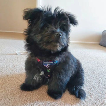 custom harness for puppies