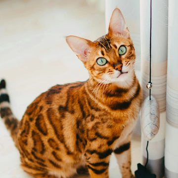 Top 10 Bengal Names in Australia