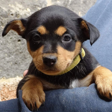 puppy collar with name and phone number