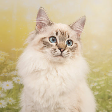 Top 10 Ragdoll Names in Australia