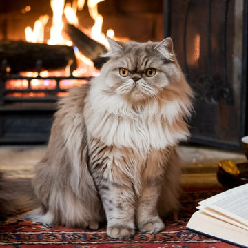 Top 10 Persian Cat Names in Australia