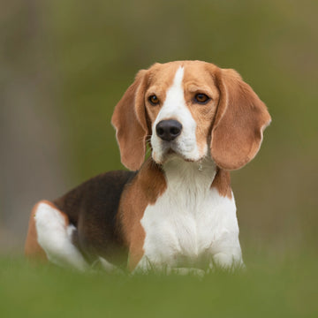 Top 10 Beagle Names in Australia