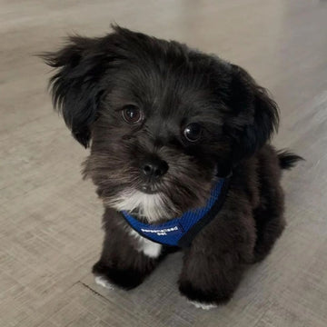 Custom embroidered dog harness