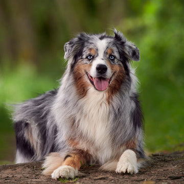 Top 10 Australian Shepherd Names in Australia