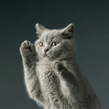 Top 10 British Shorthair Cat Names in Australia