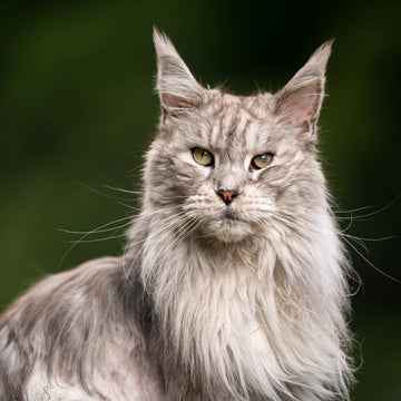 Top 10 Maine Coon Names in Australia