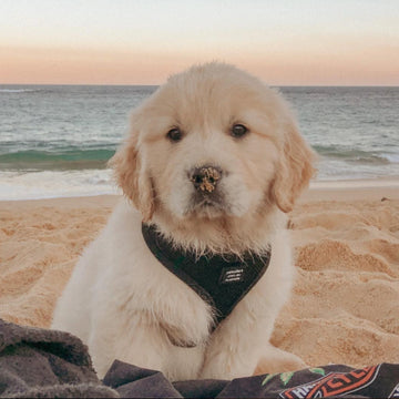 Custom embroidered dog black harness