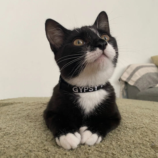 Custom cat collar with strong clasp