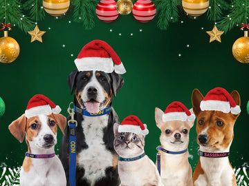 Make it a Pawsome Christmas!