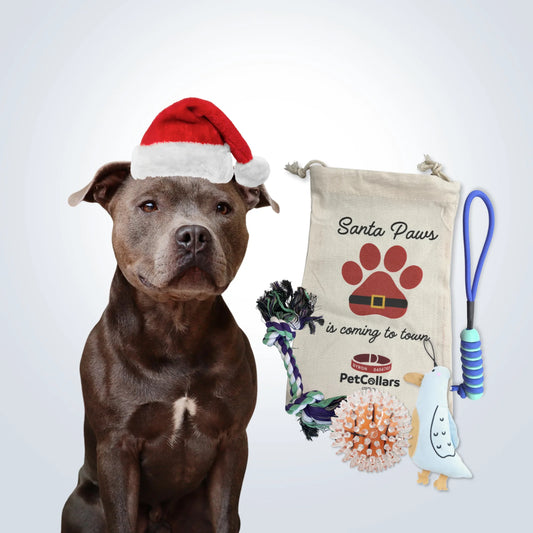 Christmas Signature Gift Set for Large Dogs with toys and festive gift bag