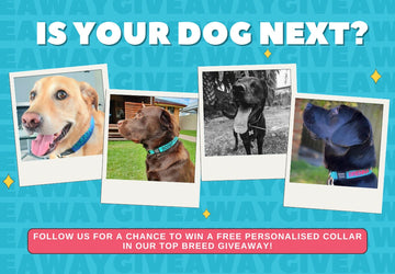 Follow for Giveaways & Breed Spotlights