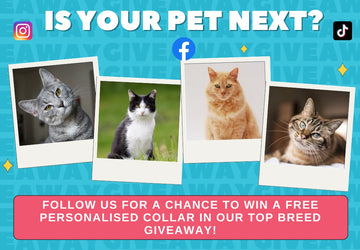 Follow for Giveaways & Breed Spotlights