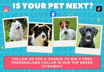 Follow for Giveaways & Breed Spotlights